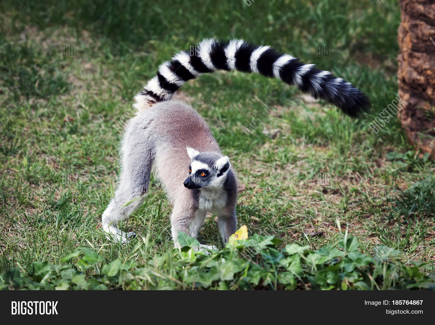 lemur from ring tail in the forest.