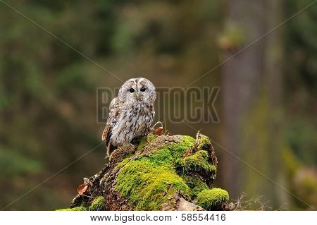 tawny owl in the wood