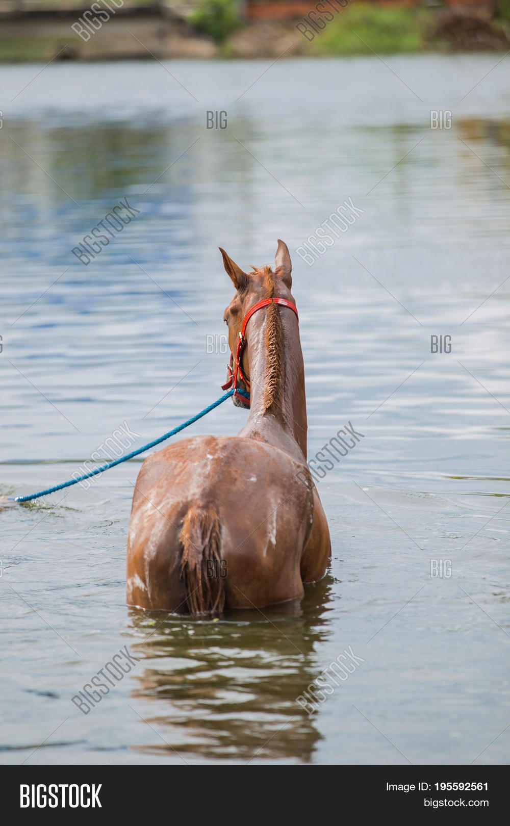 the chestnut horse bathing in a lake
