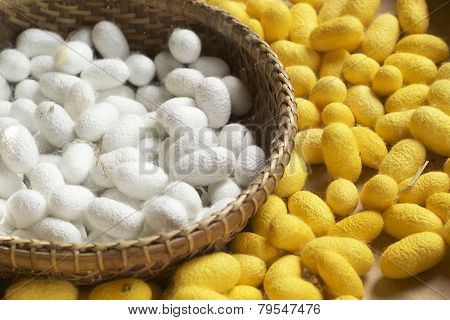 cocoon silkworm many silk worm