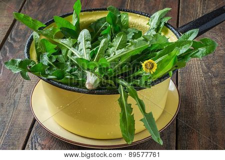 washed dandelion leaves for a salad