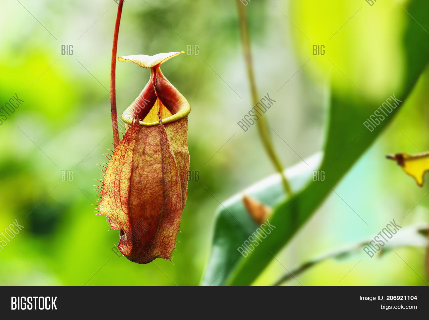 insectivorous plants nepenthes ampullaria on nature background