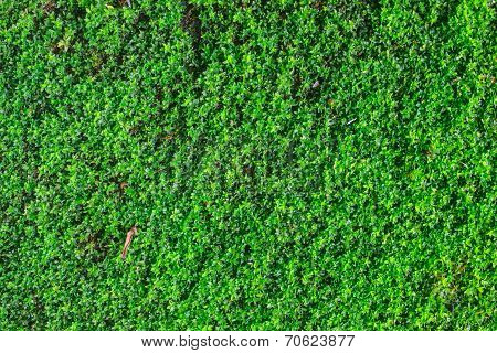 green moss for background texture