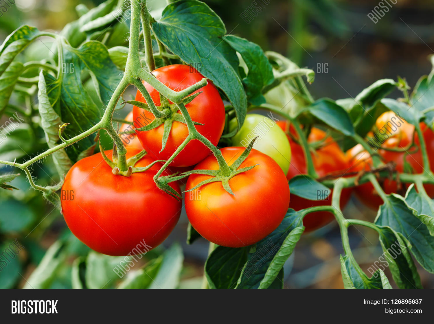 organic ripe tomato cluster in a greenhouse