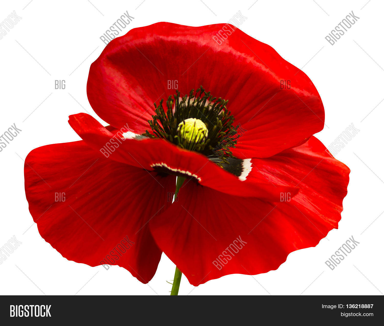 red poppy isolated on white background.red poppy.