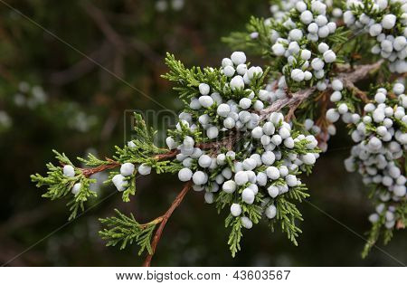 保存取消 &nbsp; 保存 下载预览 the fresh berries of a cedar tree