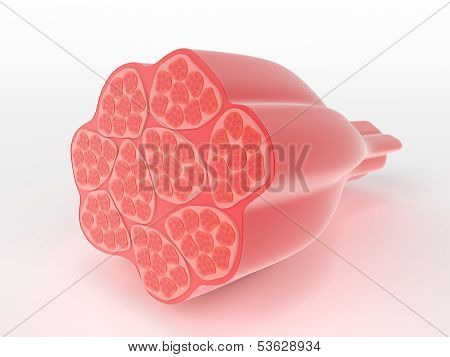 showing a cross-section through the cylindrical multi-nucleate