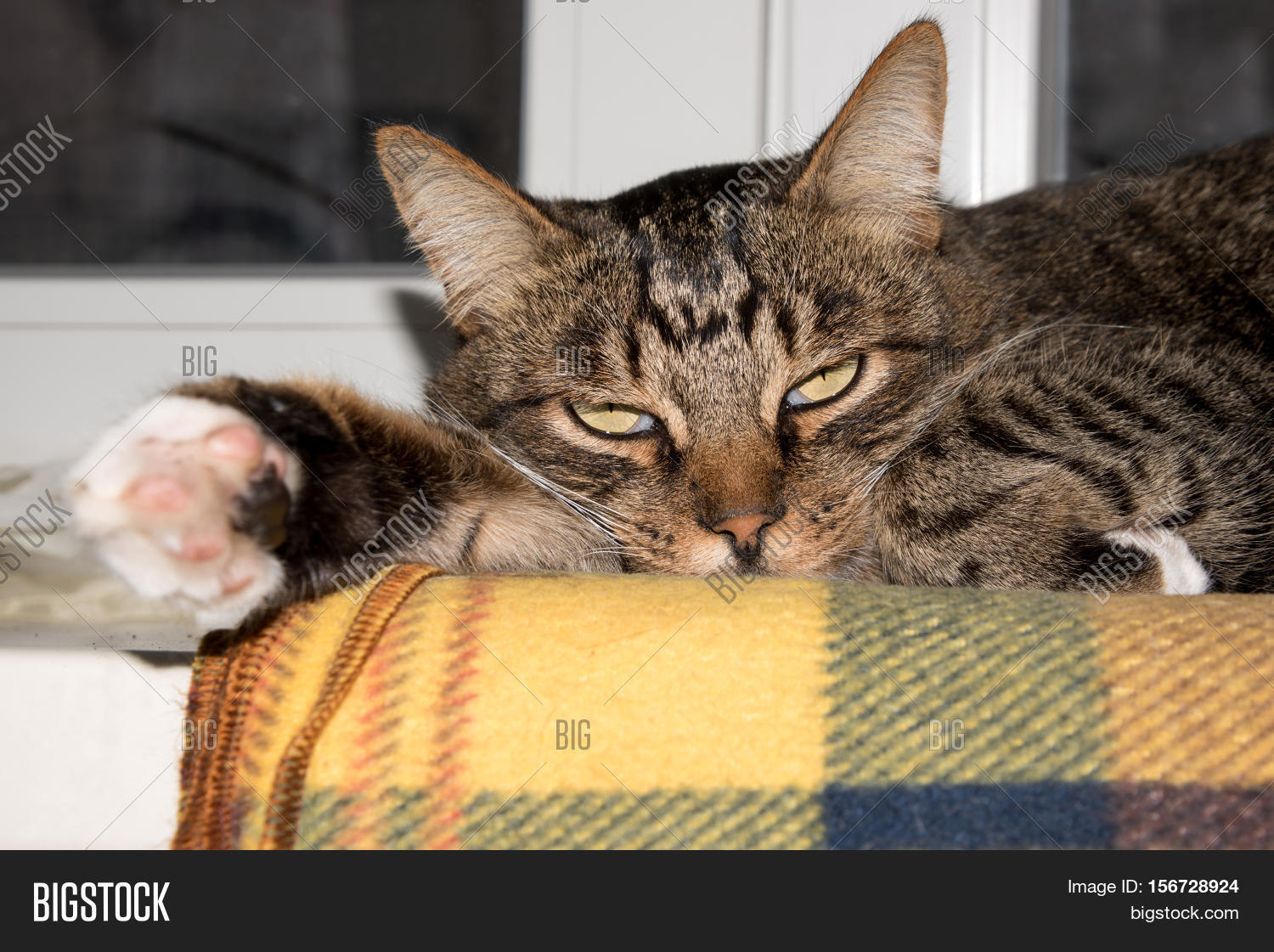 cat resting cat on a sofa in blur background cute funny cat
