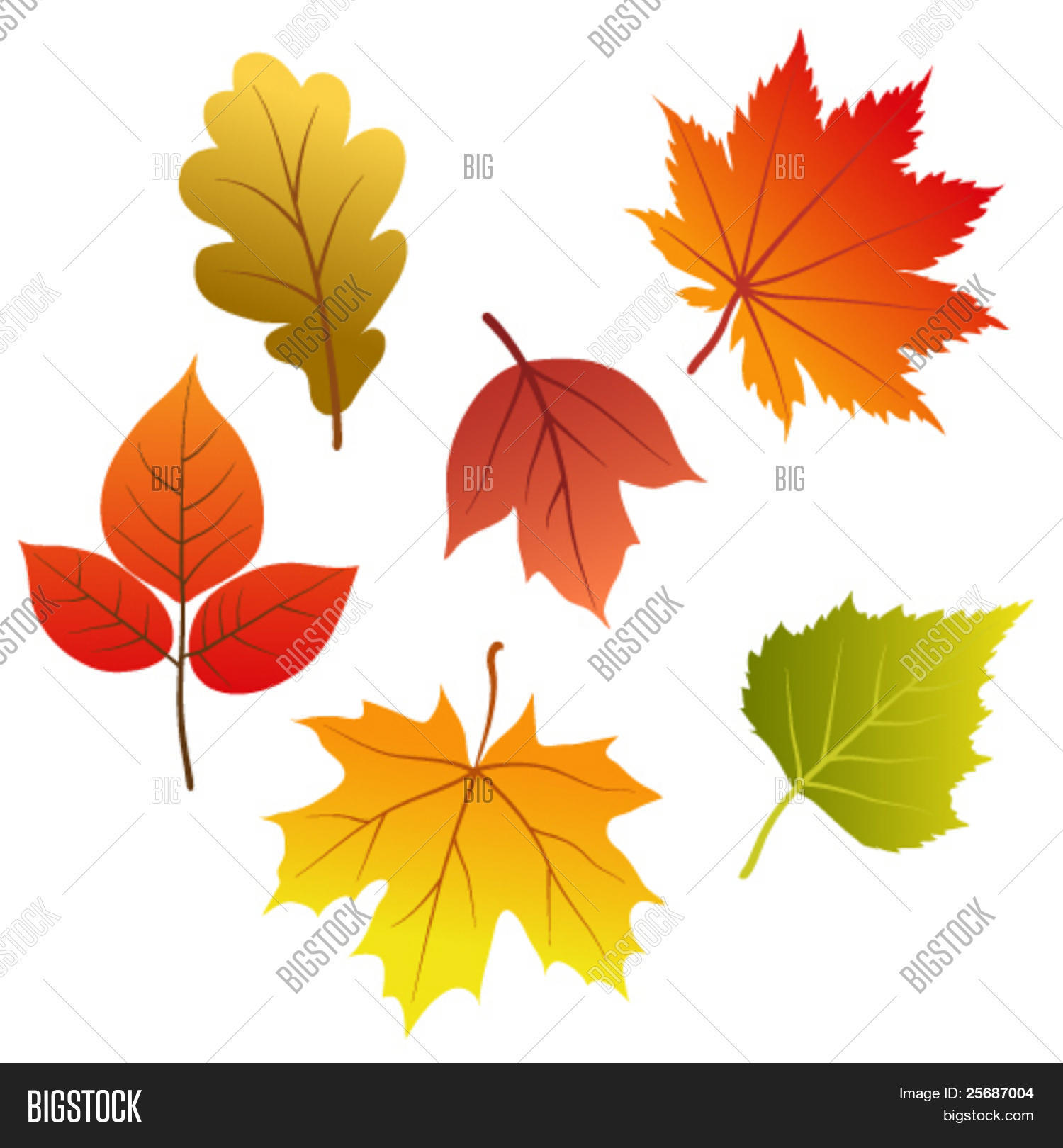 套的矢量秋天的树叶 库存矢量图和库存照片 | bigstock