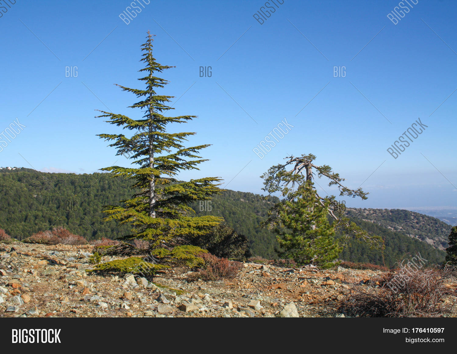 dry pineapple tree summer day in mountains.