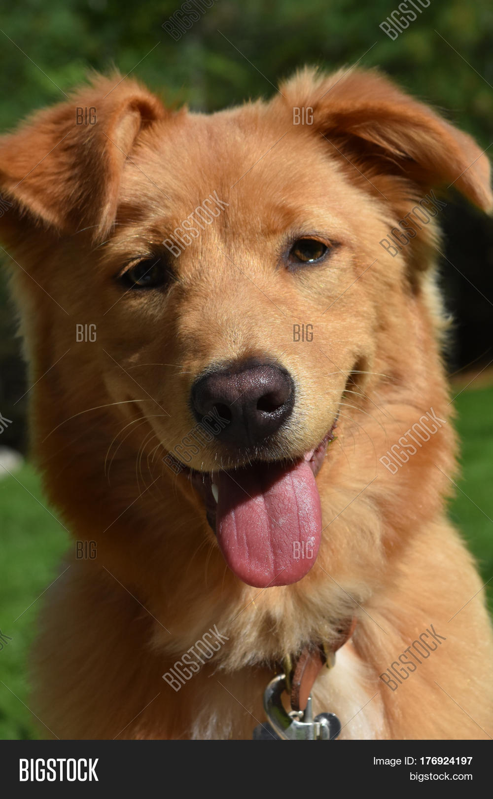gorgeous face of a little red duck dog with a pink tongue