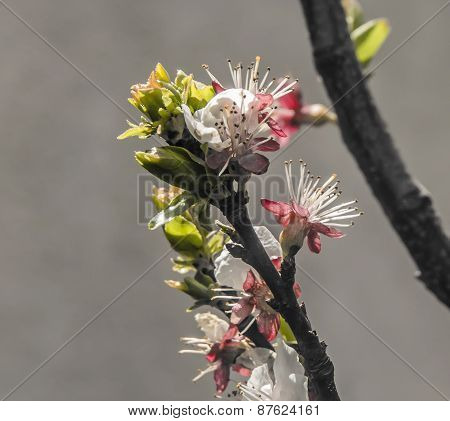 flower of apricot