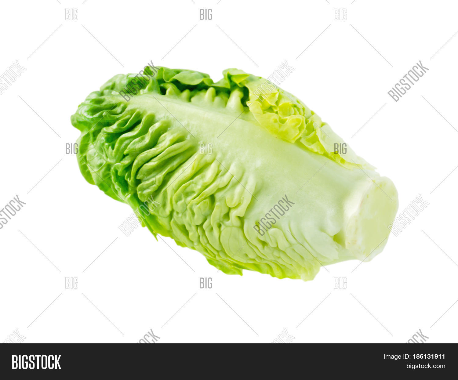 green cos lettuce salad head isolated on white