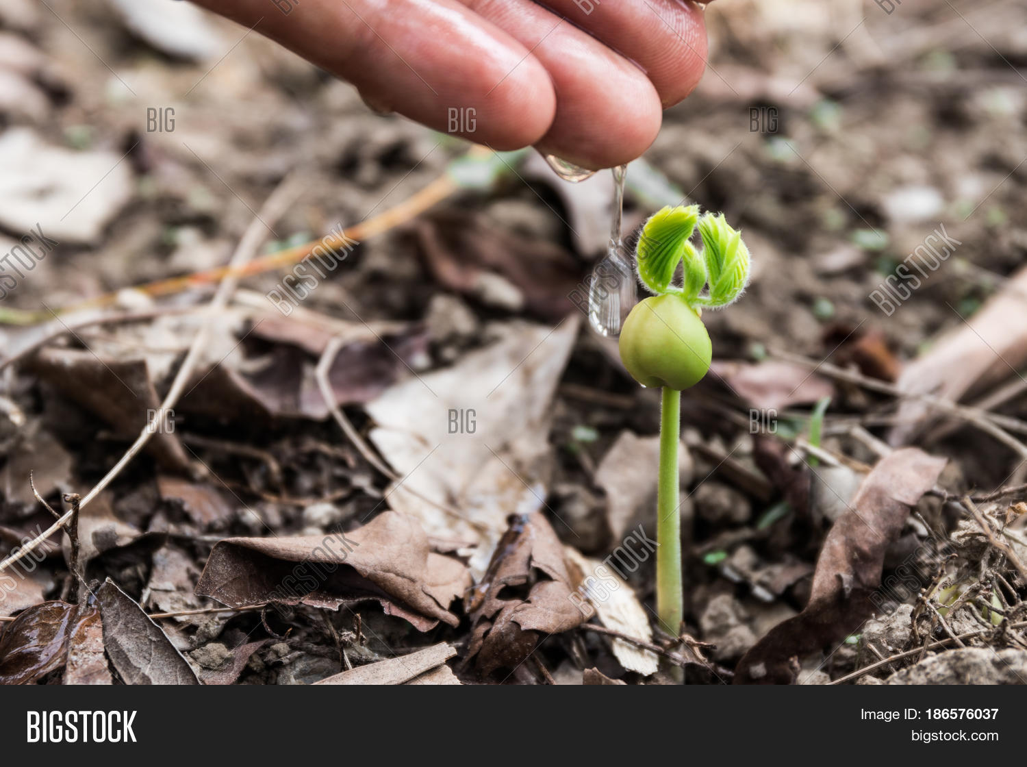 farmers hand watering a young plant agriculture concept .