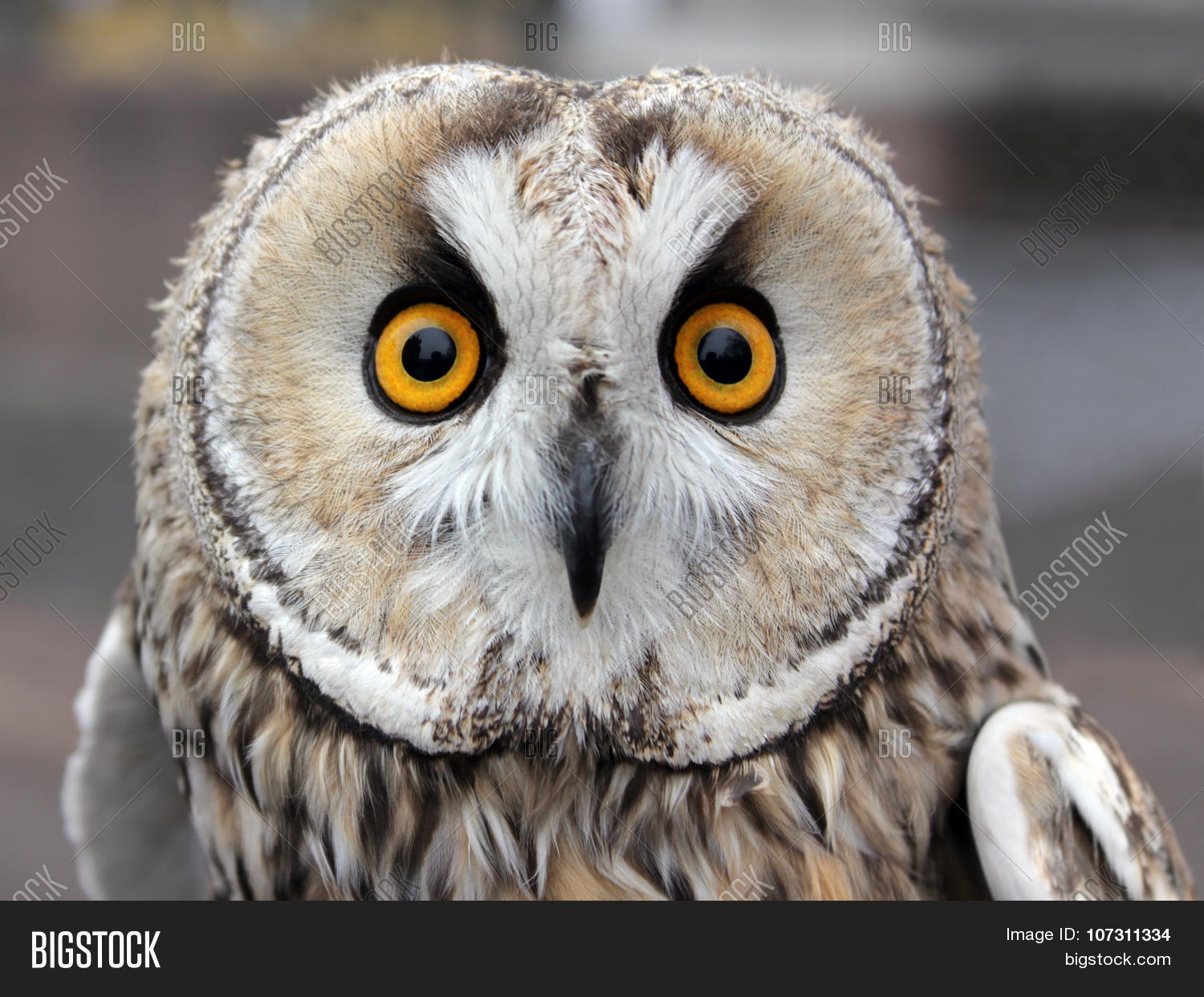 small owl 库存照片和库存图片 | bigstock