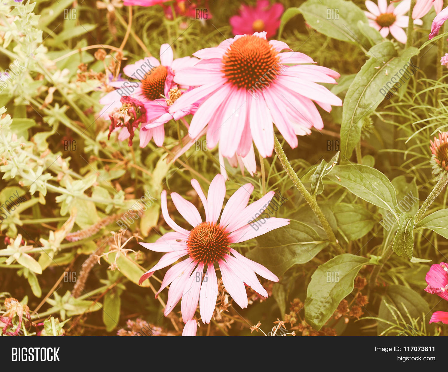 retro looking daisy flower 库存照片和库存图片 | bigstock