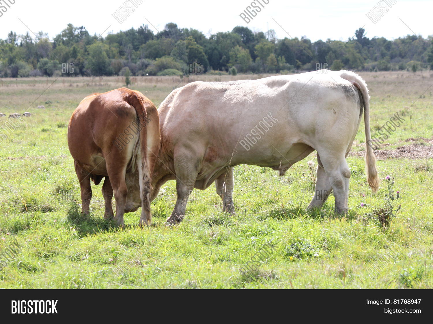 bull and cow standing next to each other in a small field.