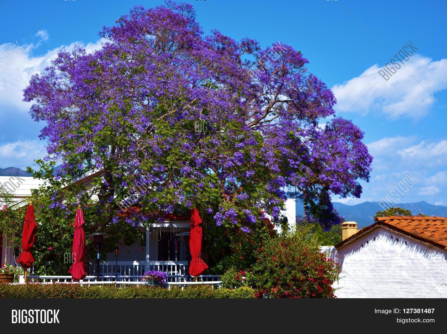 jacaranda tree flower blossoms taken next to a building taken in