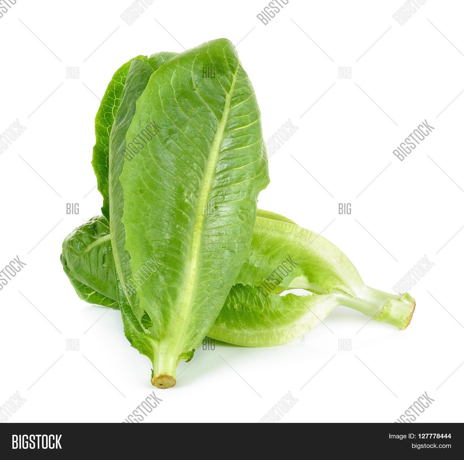 cos lettuce isolated on the white background.