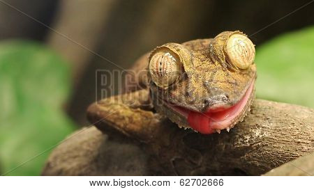 leaf gecko