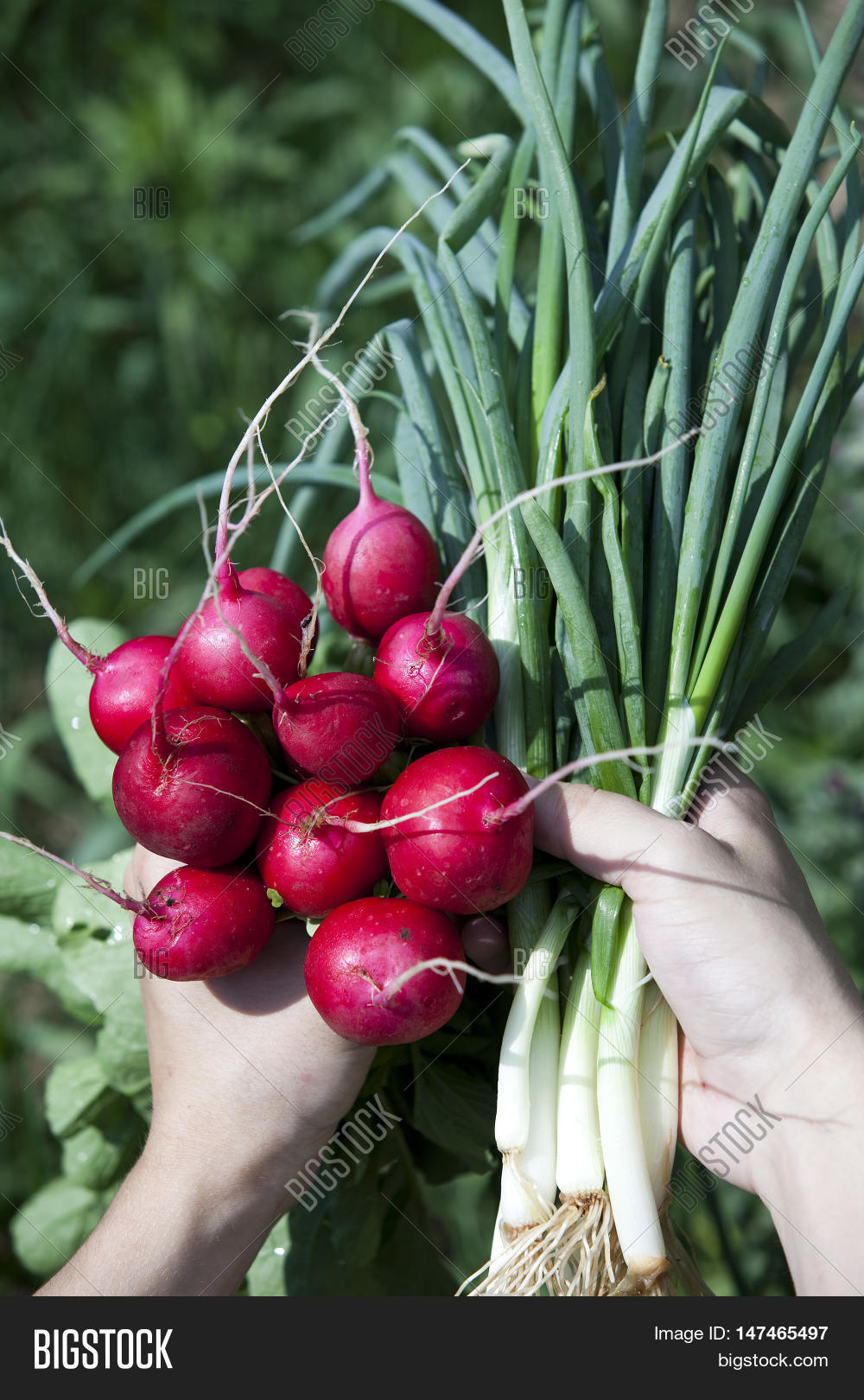 radishes and green onions 库存照片和库存图片 | bigstock