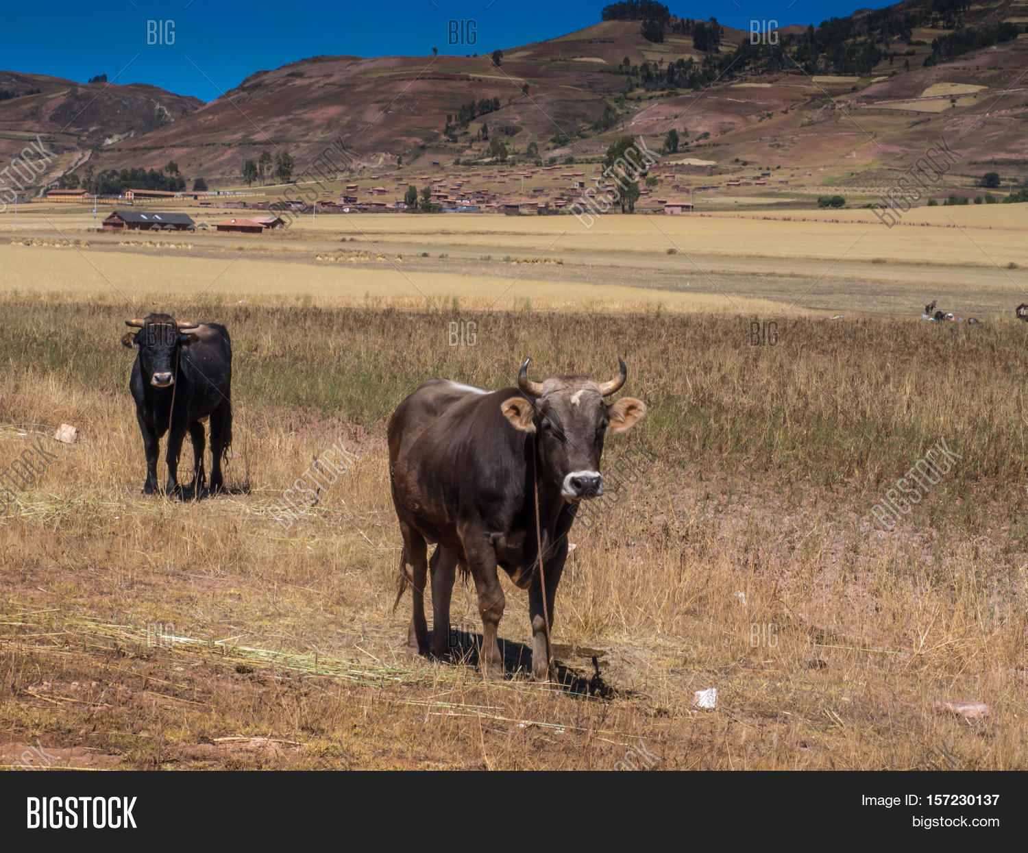 pisac peru - may 20 2016: cows in the peruvian andes.