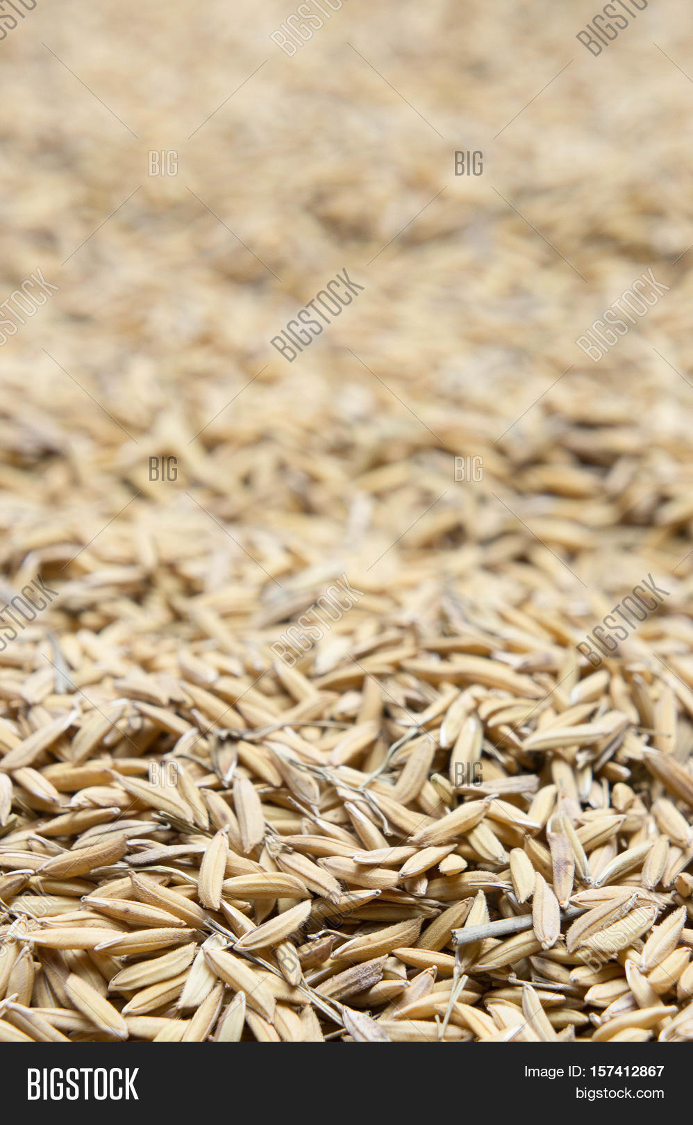 paddy rice paddy rice has not shell out.