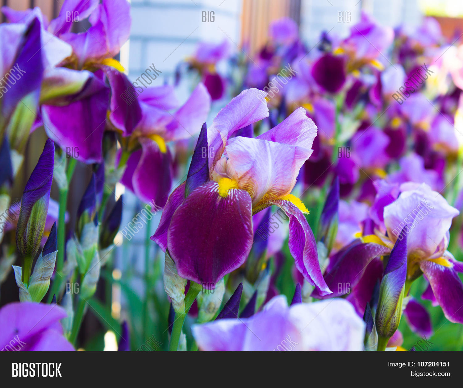 flower bed of irises. iridarius