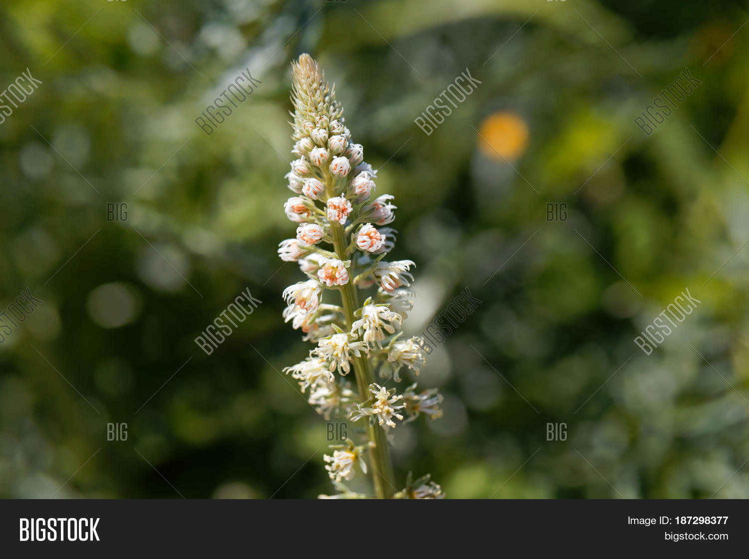 flower of a white mignonette (reseda alba)