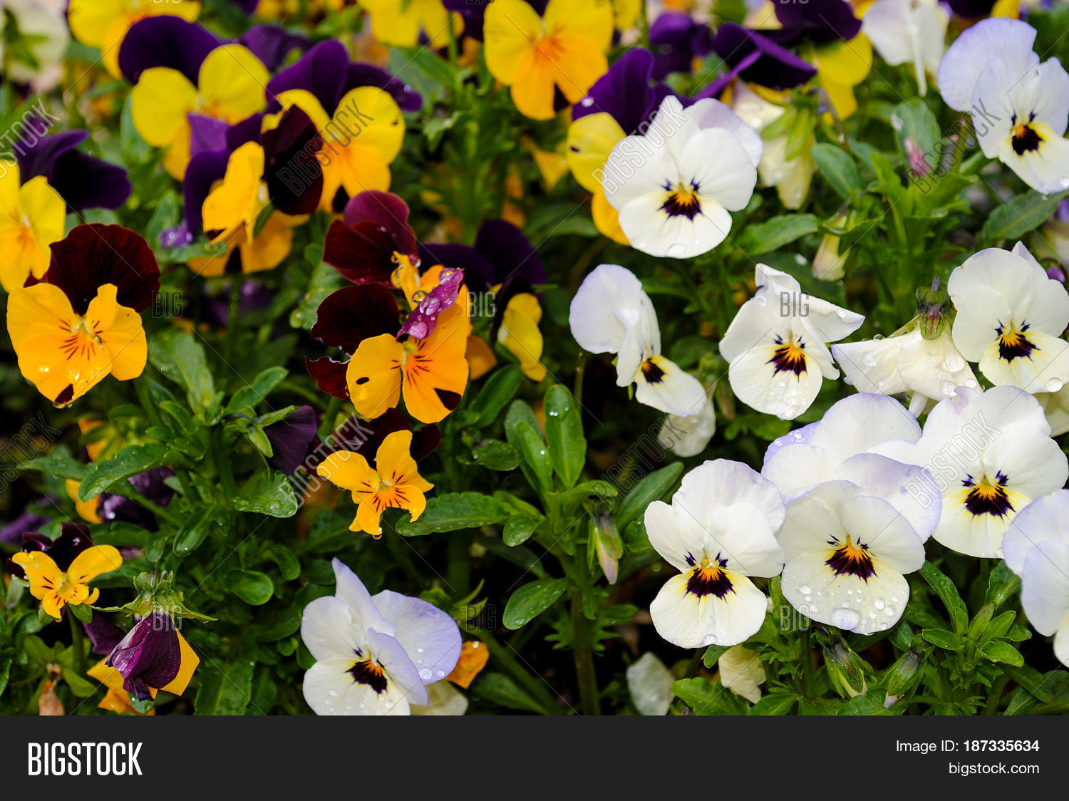 bright colorful pansy flowers on a summer background