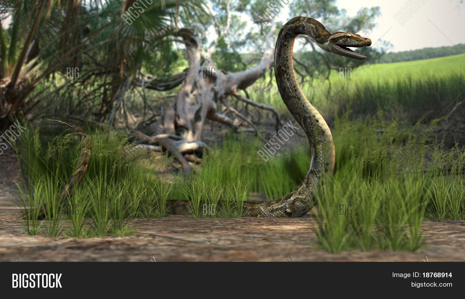 Amazon Forest Python Image & Photo | Bigstock