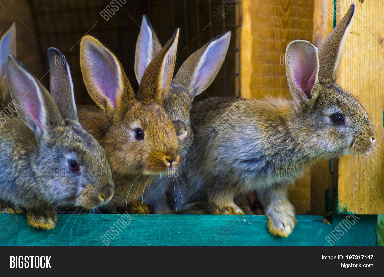 breeding rabbits concept.rabbits