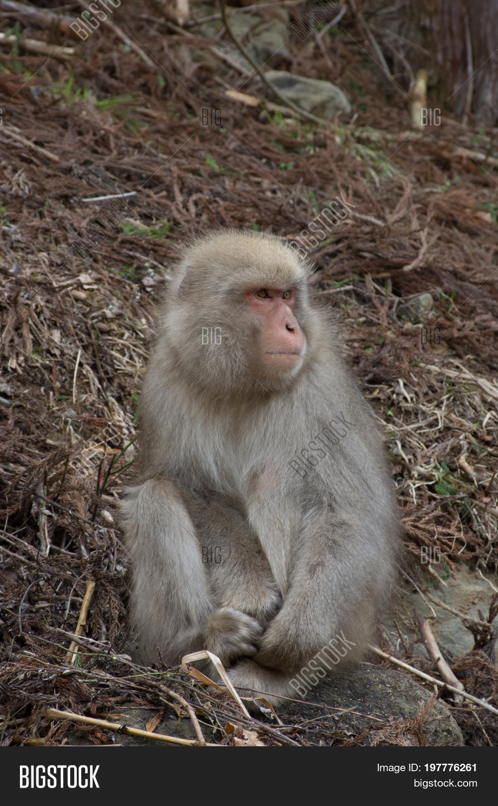close up of a young snow monkey sitting among dried branches on