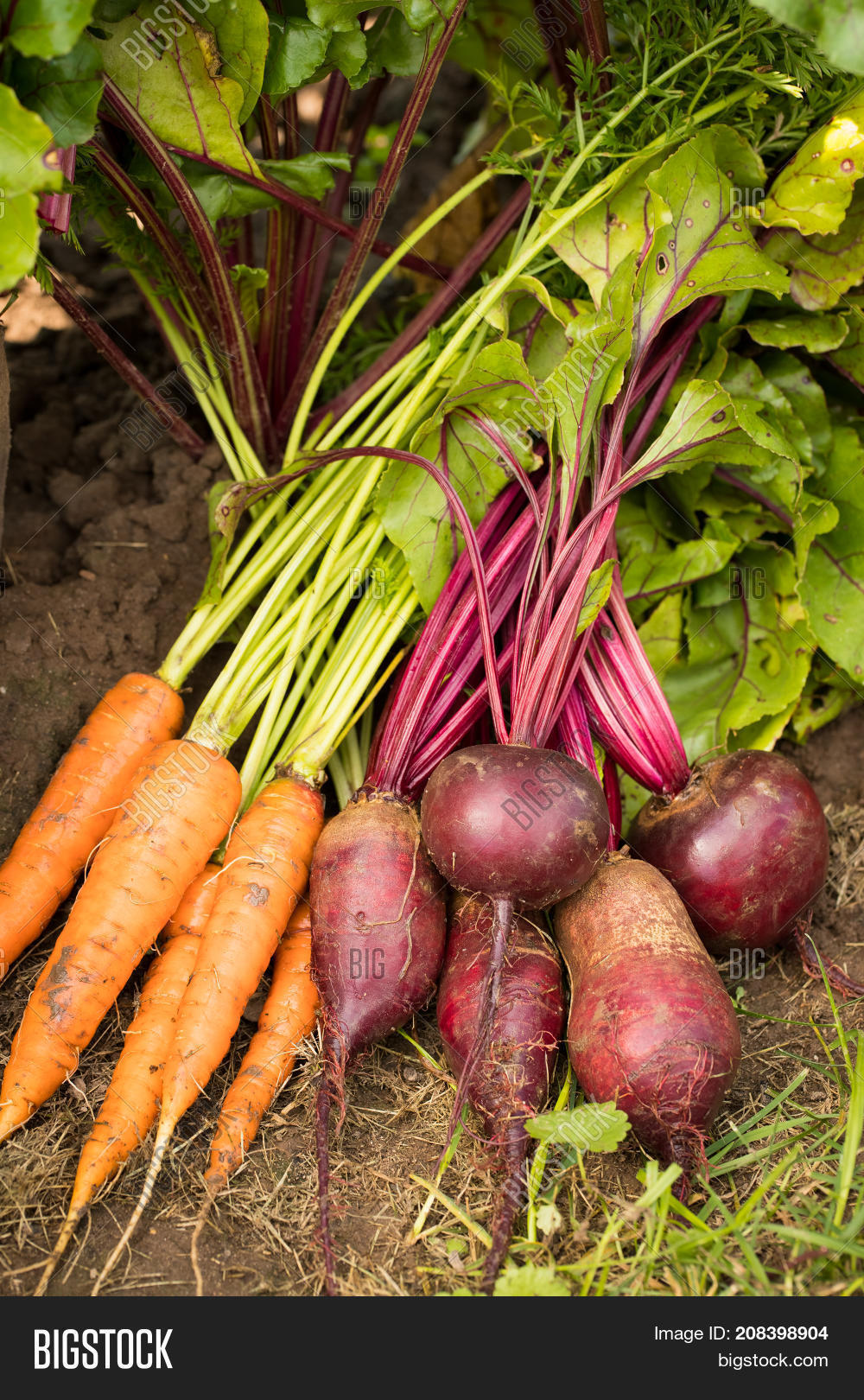 carrot beet. fresh ripe vegetable图片和照片 | bigstock