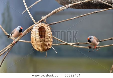 two small adult birds and child bird in the nest in bird house.