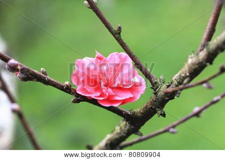 plum flower,flowering plum