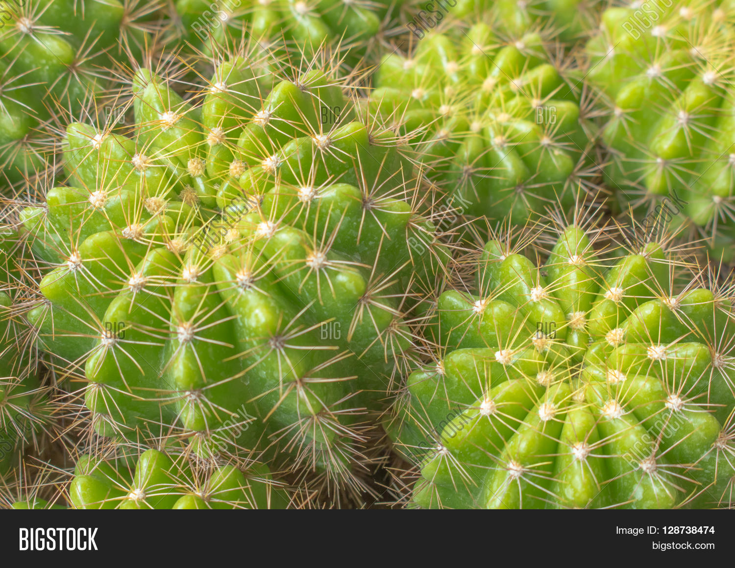 various cactus plants;green cactus closeup.