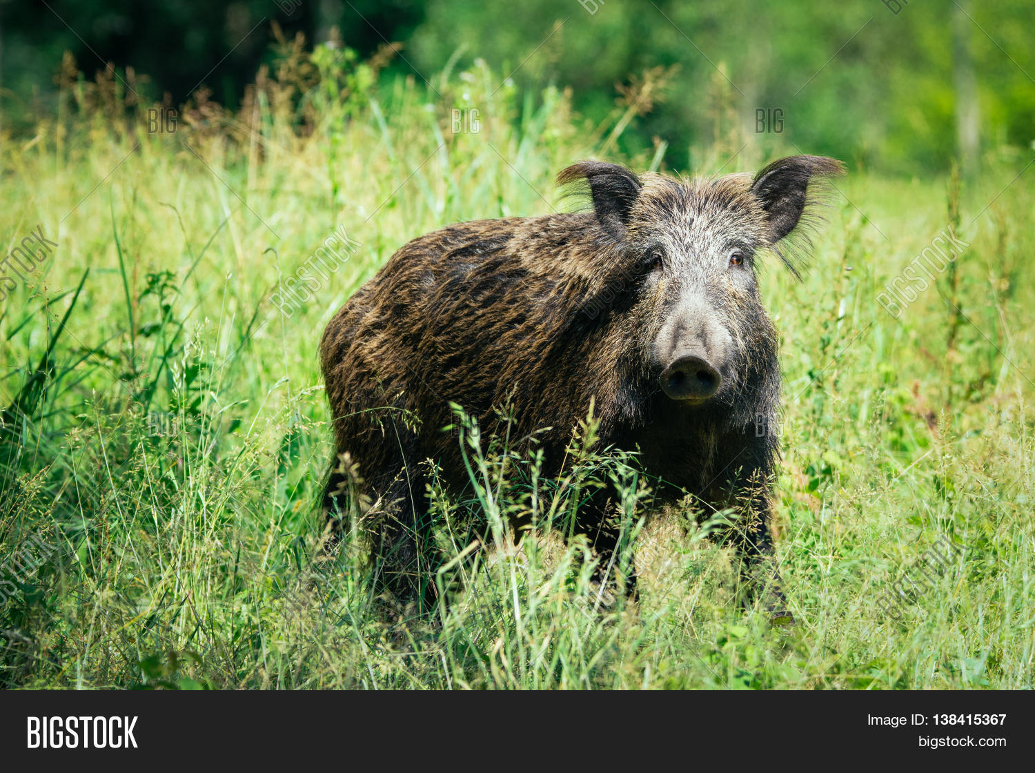 old wild boar on the green grass