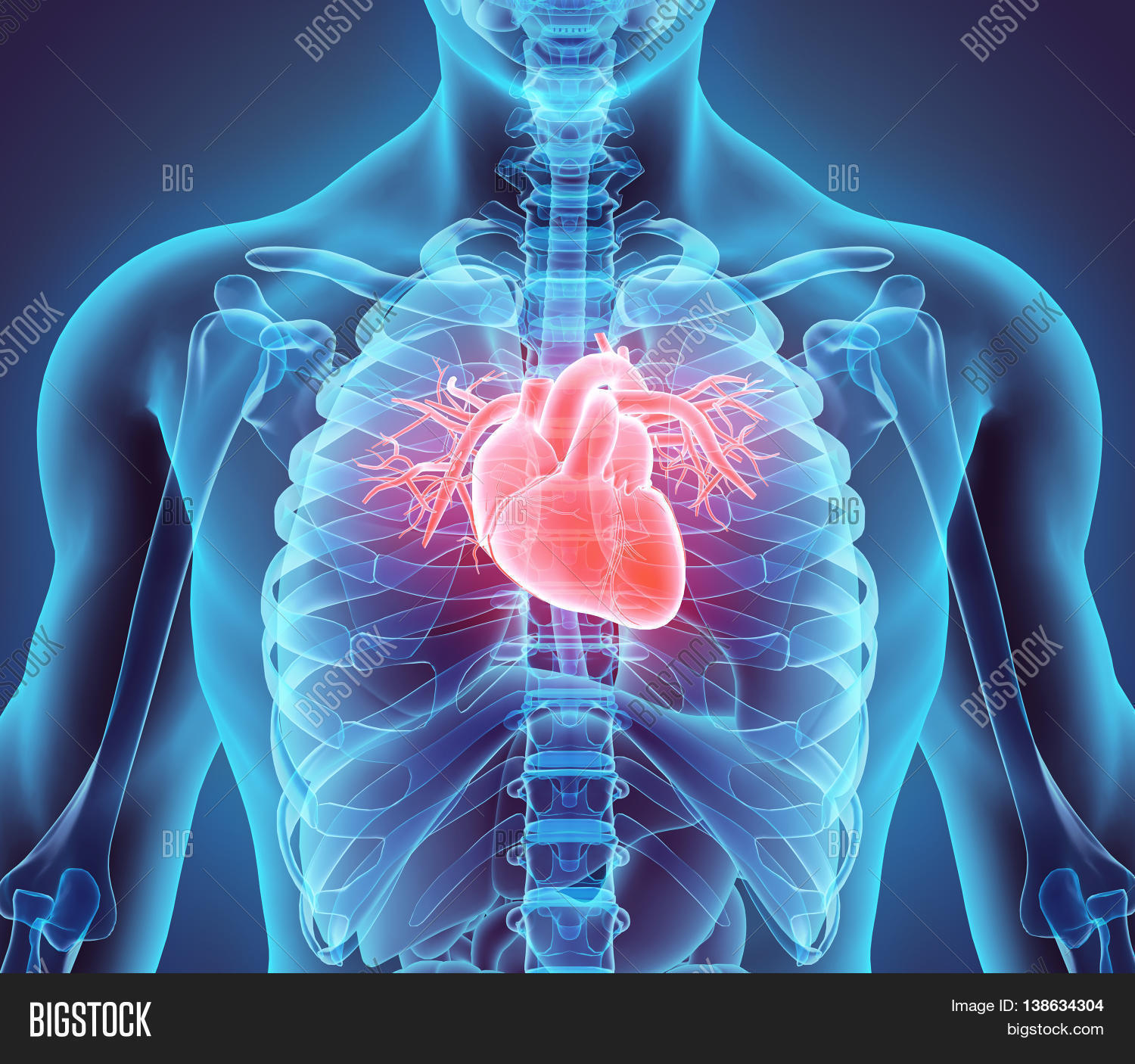3d illustration of heart - part of human organic.