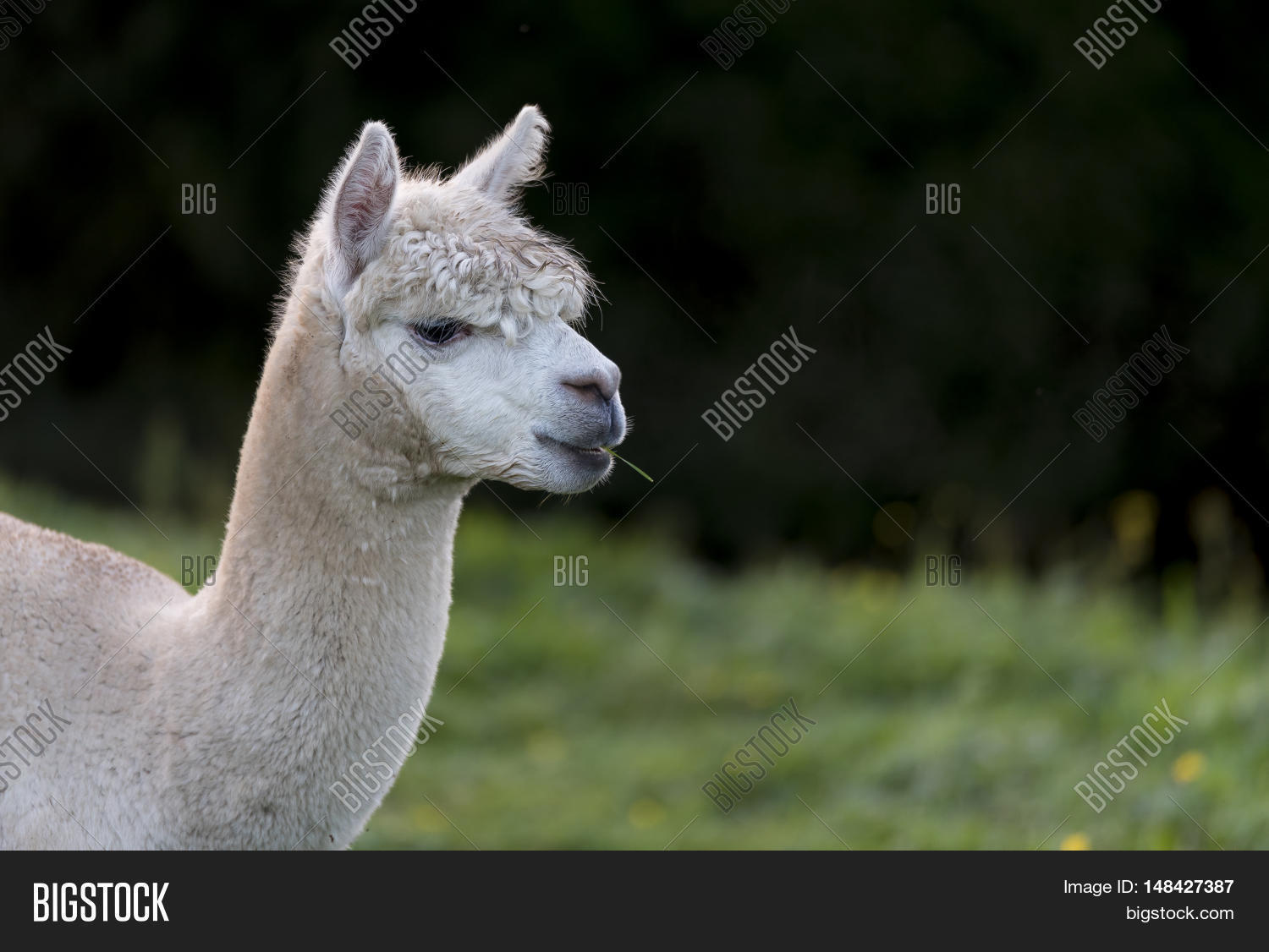 close up of an alpaca, chewing a single blade of grass, with