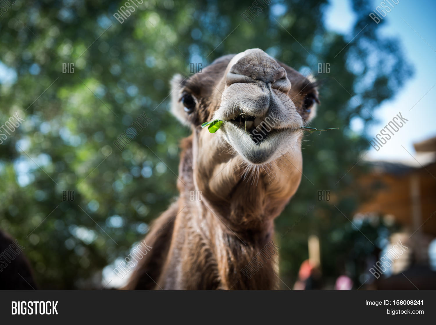 an arabian camel chewing grass - close up of head from front