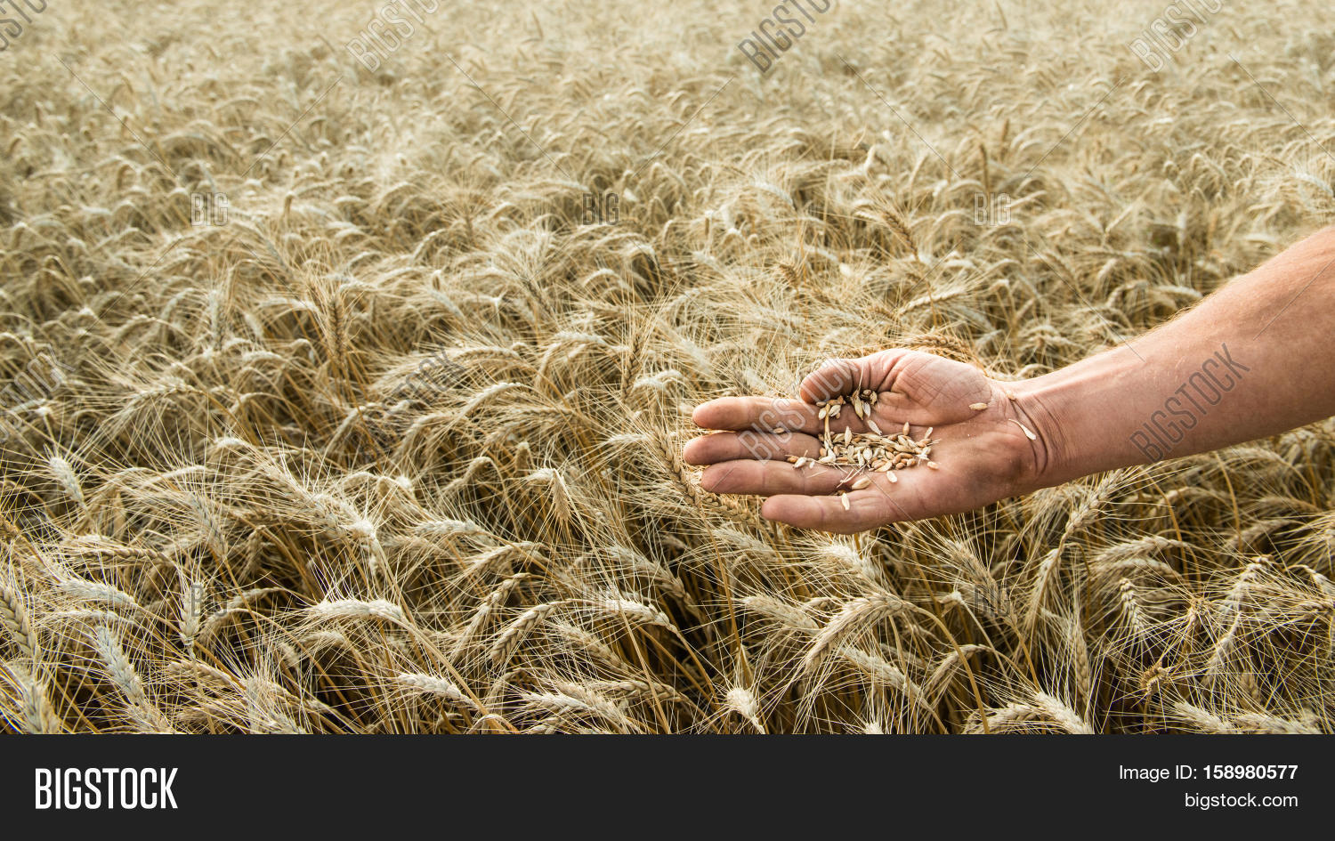 hand of the grain-grower against a wheaten field
