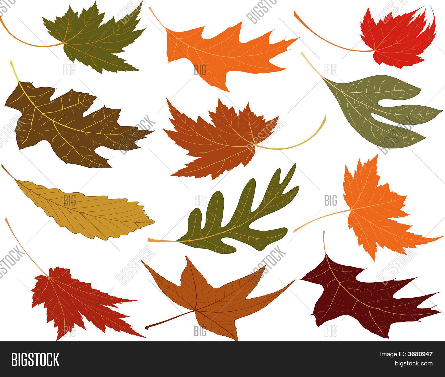 风吹落的叶子 库存矢量图和库存照片 | bigstock