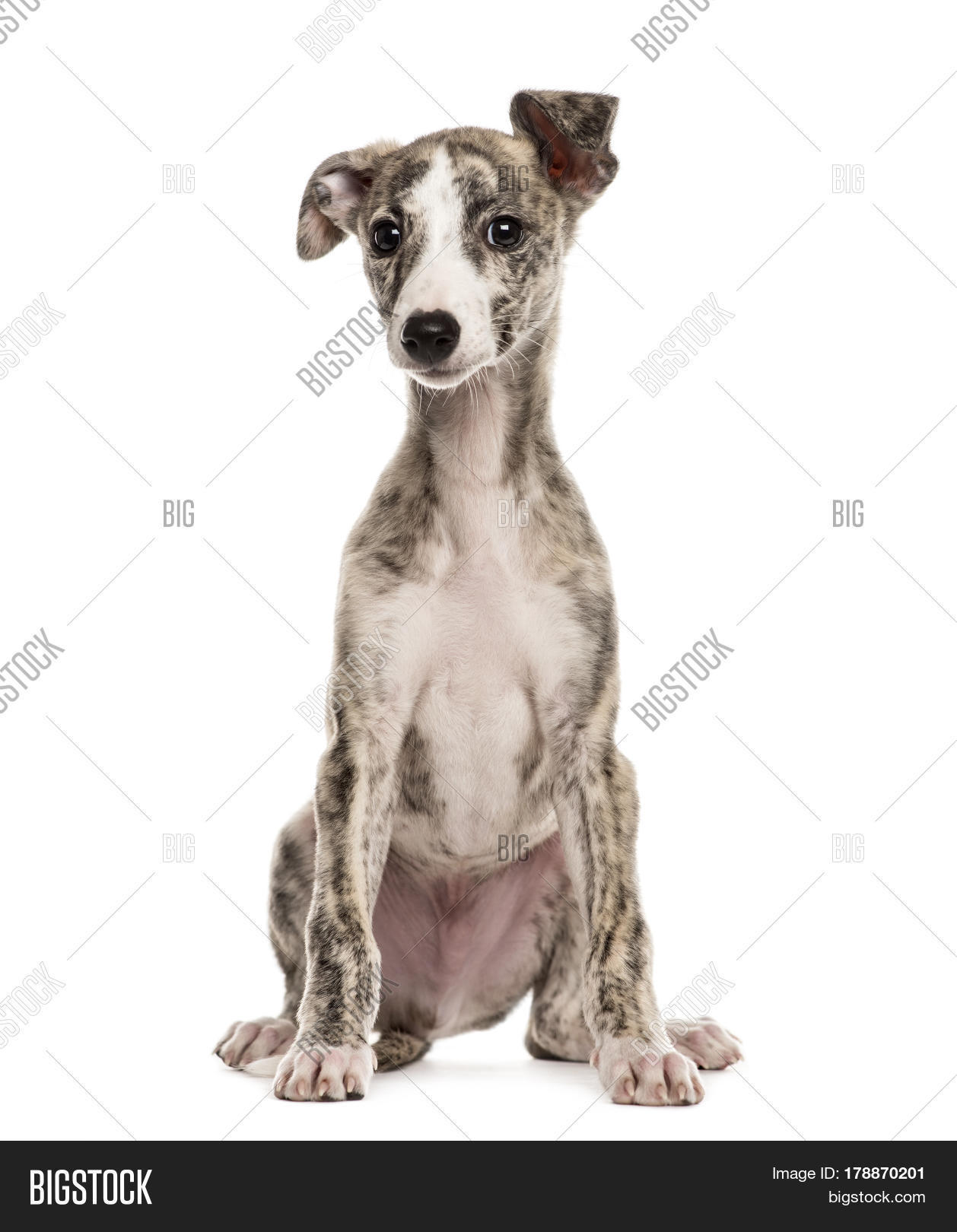 whippet sitting, 2,5 months, isolated on white