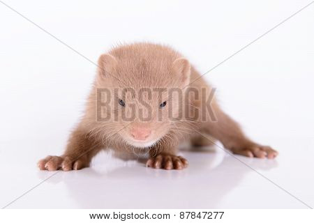young animal mink
