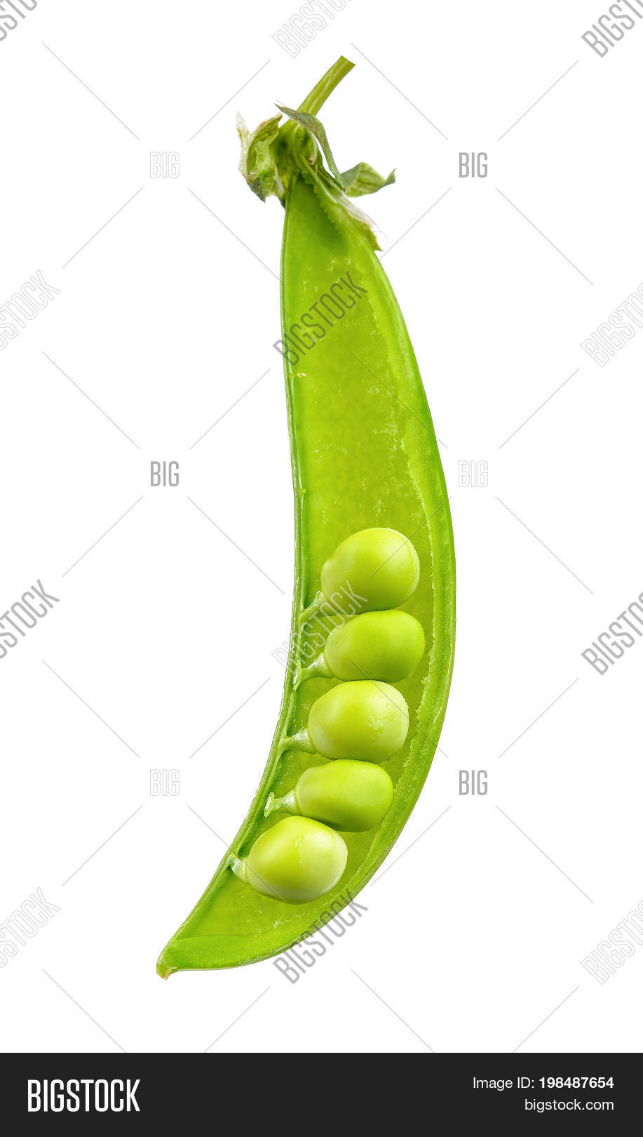 sweet pea isolated on the white background .