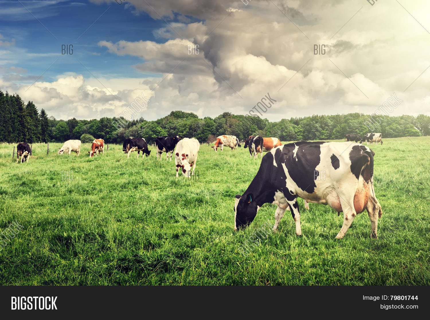 herd of cows grazing at summer green field