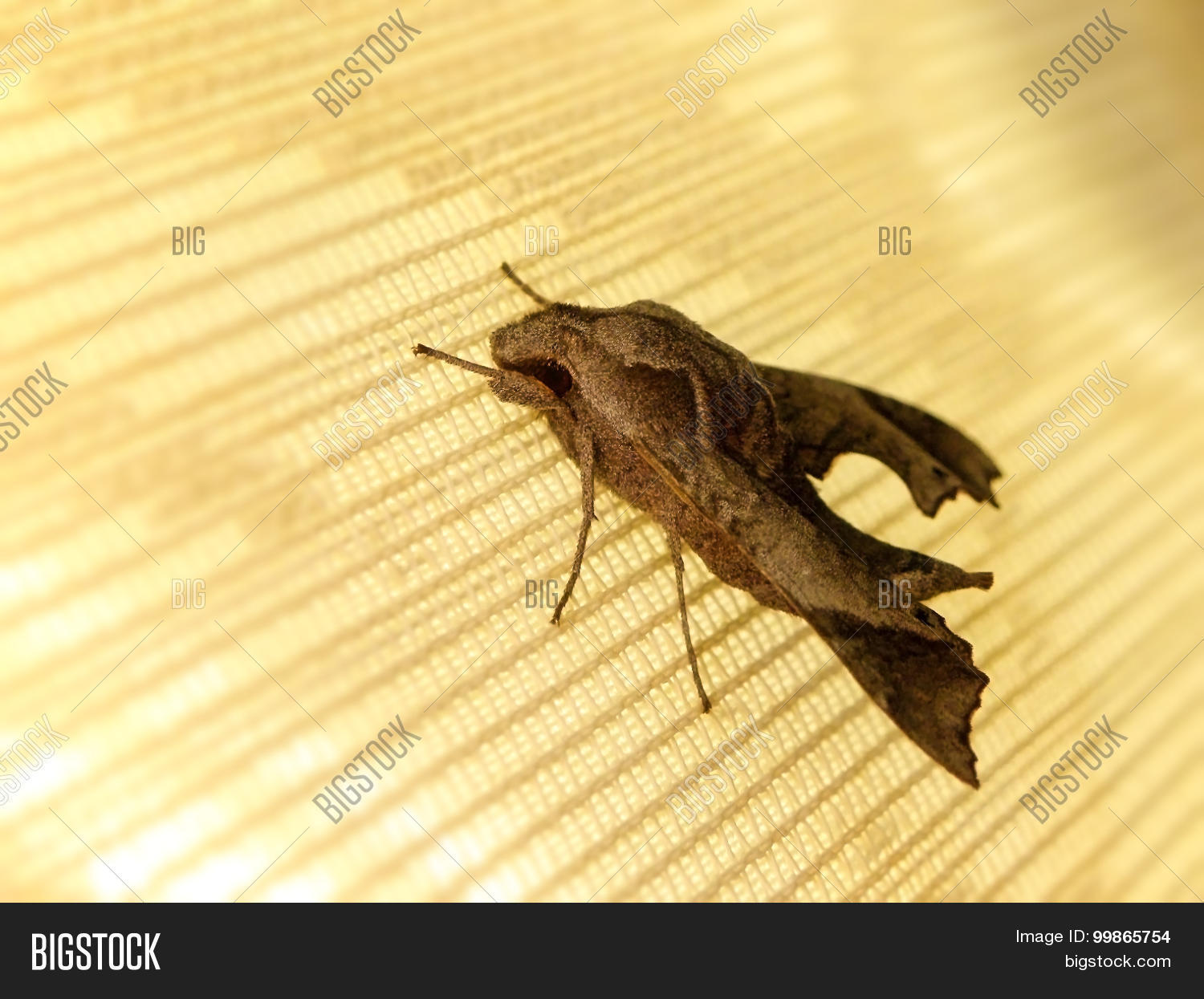 sphinx moth 2 库存照片和库存图片 | bigstock