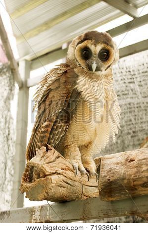brown faced owl