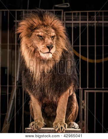 华丽坐在马戏团的舞台上笼子里的狮子